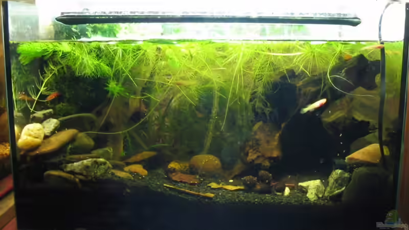 Aquarium Hauptansicht von Becken 9858 Aquarium Hauptansicht von Becken 9858