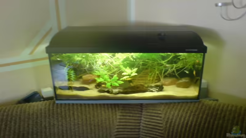 Aquarium Hauptansicht von Becken 9886 Aquarium Hauptansicht von Becken 9886