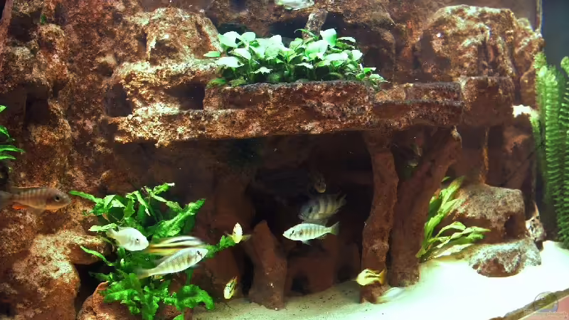 Aquarium Hauptansicht von Becken 991 Aquarium Hauptansicht von Becken 991