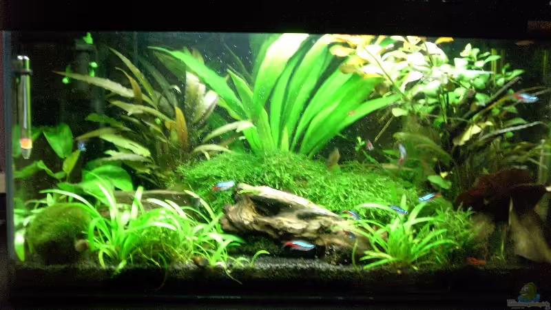 Aquarium Hauptansicht von Becken 9929 Aquarium Hauptansicht von Becken 9929