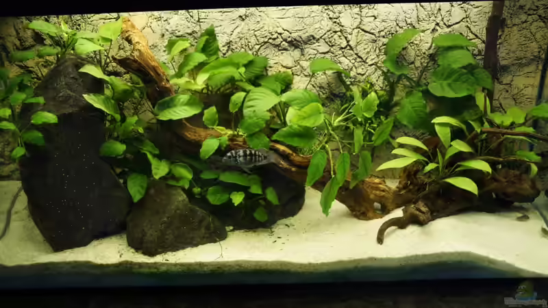 Aquarium Hauptansicht von Becken für Blaupunktbarsche Aquarium Hauptansicht von Becken für Blaupunktbarsche