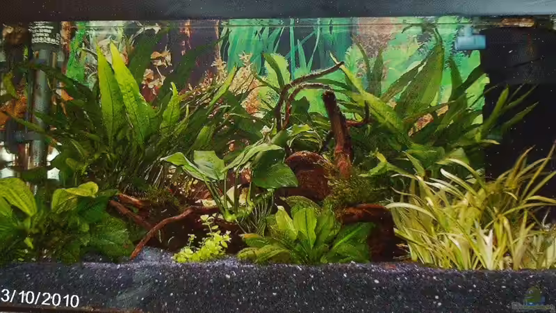 Aquarium Hauptansicht von Becken für Wirbellose Aquarium Hauptansicht von Becken für Wirbellose