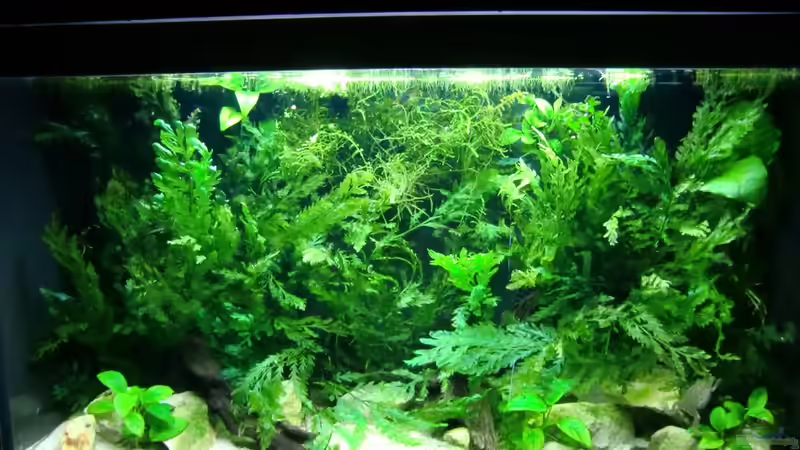 Aquarium Hauptansicht von Becken mit Aphyosemion australe Aquarium Hauptansicht von Becken mit Aphyosemion australe