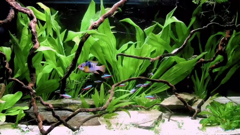 Aquarium Hauptansicht von Becken mit Mikrogeophagus ramirezi Aquarium Hauptansicht von Becken mit Mikrogeophagus ramirezi