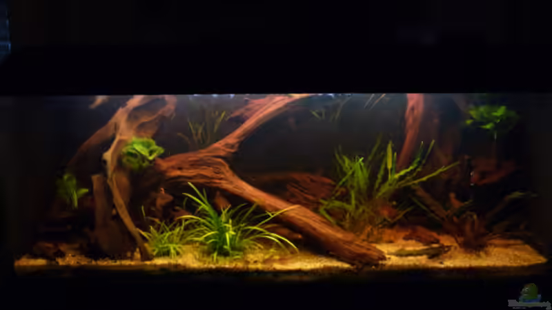 Aquarium Hauptansicht von Becken neu eingerichtet Aquarium Hauptansicht von Becken neu eingerichtet