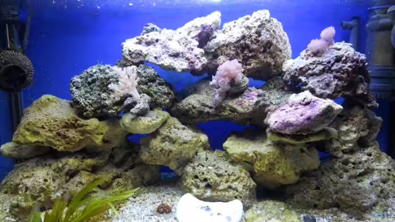 Aquarium Hauptansicht von Becken Aquarium Hauptansicht von Becken