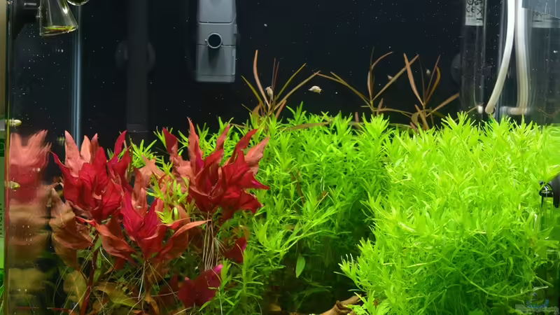 Aquarium Hauptansicht von Bee Home Aquarium Hauptansicht von Bee Home