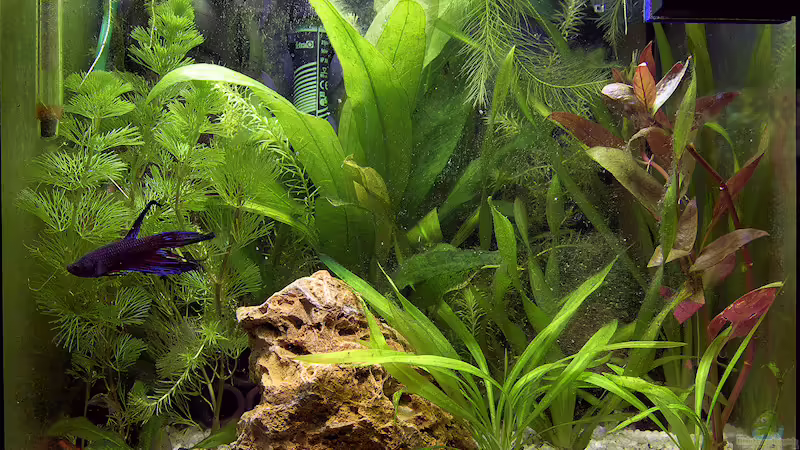 Aquarium Hauptansicht von Betta @ Home Aquarium Hauptansicht von Betta @ Home