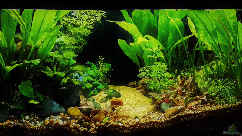Aquarium Hauptansicht von Betta jungle -aufgelöst- Aquarium Hauptansicht von Betta jungle -aufgelöst-