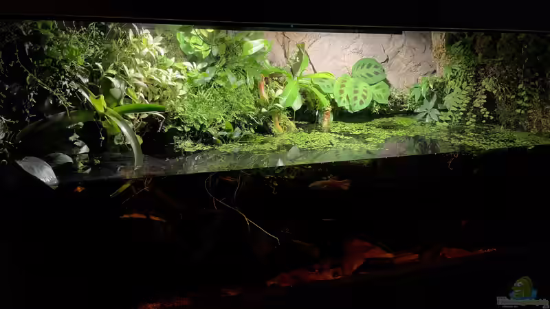 Aquarium Hauptansicht von Betta Macrostoma „Paludarium“ Aquarium Hauptansicht von Betta Macrostoma „Paludarium“