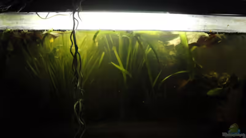 Aquarium Hauptansicht von Betta Rutilans - Artenbecken Aquarium Hauptansicht von Betta Rutilans - Artenbecken