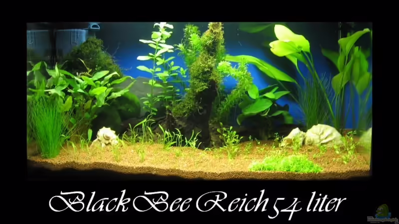 Aquarium Hauptansicht von Black Bee Reich (das Becken meiner Frau !!! ) Aquarium Hauptansicht von Black Bee Reich (das Becken meiner Frau !!! )