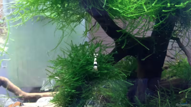 Aquarium Hauptansicht von Black Bee Aquarium Hauptansicht von Black Bee