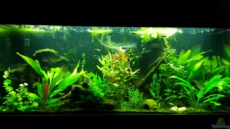Aquarium Hauptansicht von Blaulinge im Grünen Aquarium Hauptansicht von Blaulinge im Grünen