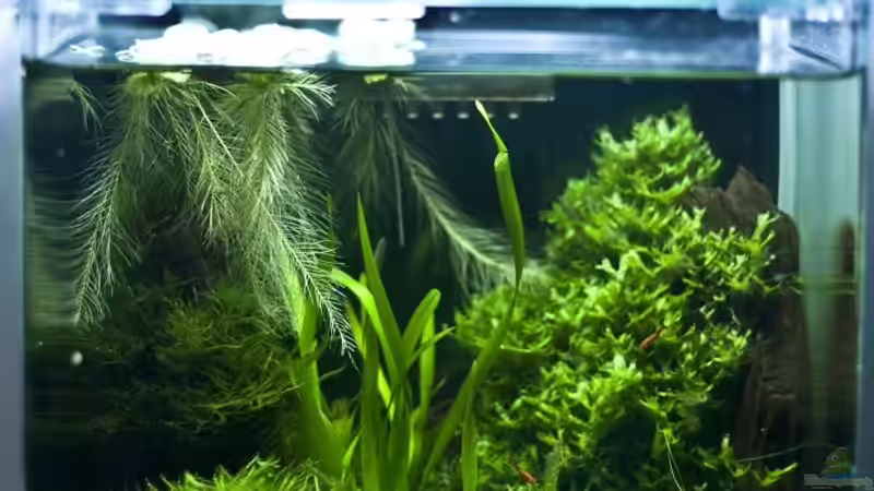 Aquarium Hauptansicht von blubblub Aquarium Hauptansicht von blubblub