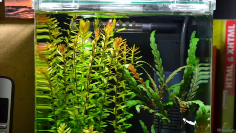 Aquarium Hauptansicht von Blue Bees Aquarium Hauptansicht von Blue Bees