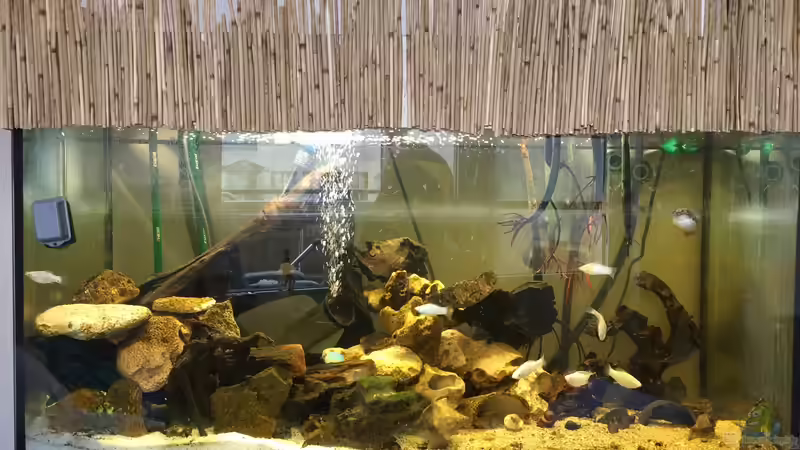 Aquarium Hauptansicht von Brackwasser-Mangroventümpel Aquarium Hauptansicht von Brackwasser-Mangroventümpel