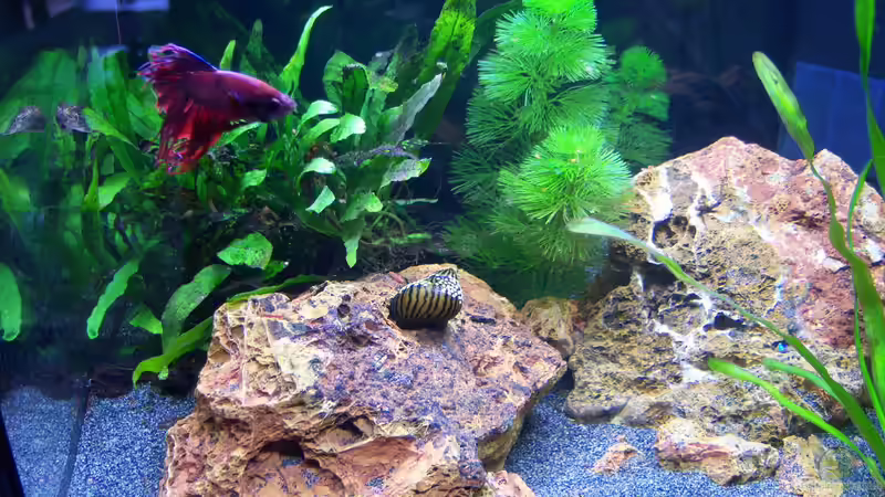 Aquarium Hauptansicht von Bruce zum zweiten Aquarium Hauptansicht von Bruce zum zweiten