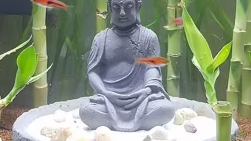 Aquarium Hauptansicht von Buddha bei die Fische Aquarium Hauptansicht von Buddha bei die Fische