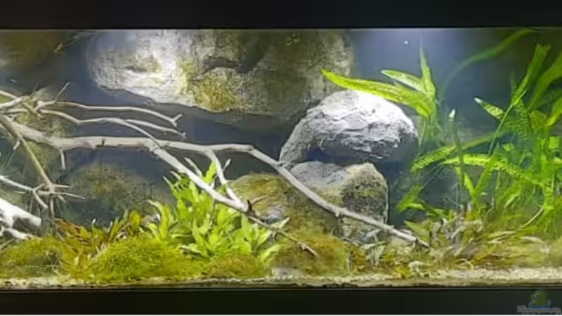 Aquarium Hauptansicht von Budget-Mittelaremika Aquarium Hauptansicht von Budget-Mittelaremika