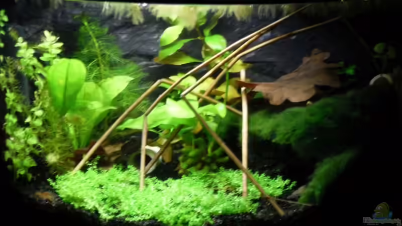 Aquarium Hauptansicht von Cambarellus puer Aquarium Hauptansicht von Cambarellus puer