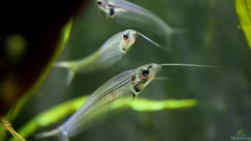 Aquarium Hauptansicht von Chao phraya Aquarium Hauptansicht von Chao phraya