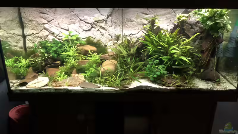 Aquarium Hauptansicht von Cherax Pulcher Aquarium Hauptansicht von Cherax Pulcher