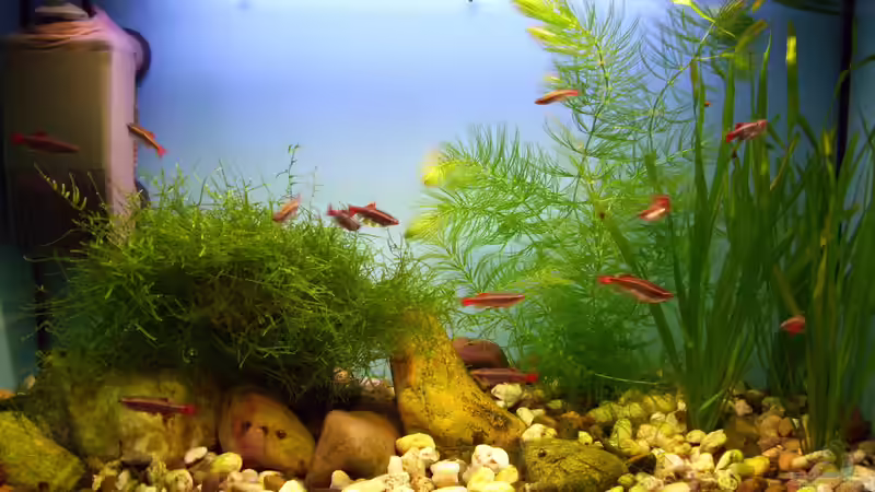 Aquarium Hauptansicht von CHINA - Gebirgsbach am Wu Tong Mountain Aquarium Hauptansicht von CHINA - Gebirgsbach am Wu Tong Mountain