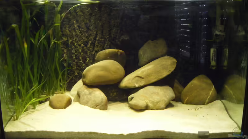 Aquarium Hauptansicht von Cichlids of a small coast in the Lake Tanganyika Aquarium Hauptansicht von Cichlids of a small coast in the Lake Tanganyika