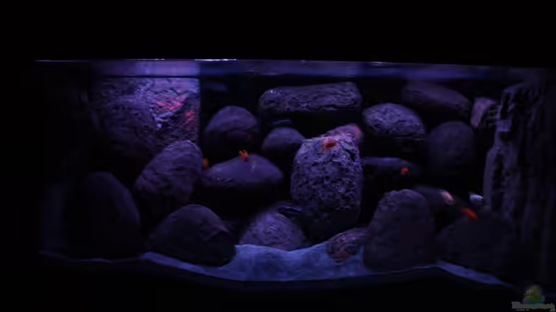 Aquarium Hauptansicht von Concrete canyon for Mbuna Aquarium Hauptansicht von Concrete canyon for Mbuna