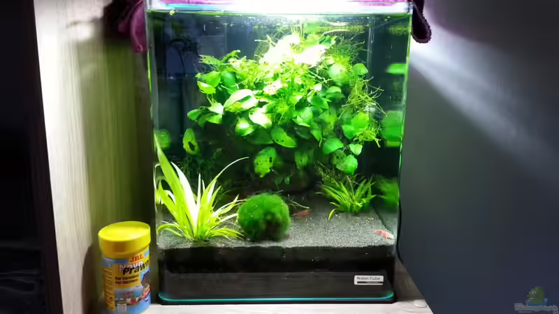 Aquarium Hauptansicht von Cube.. das erste Aquarium Hauptansicht von Cube.. das erste