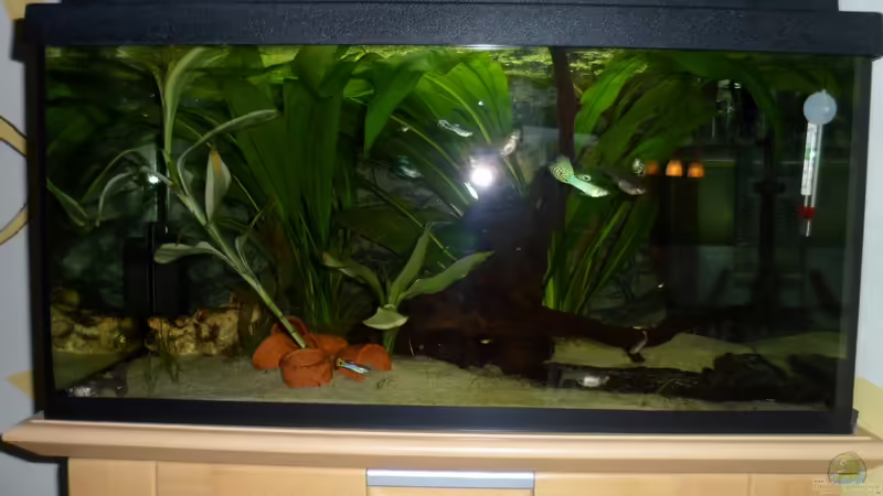 Aquarium Hauptansicht von Cynops orientalis Aquarium Hauptansicht von Cynops orientalis