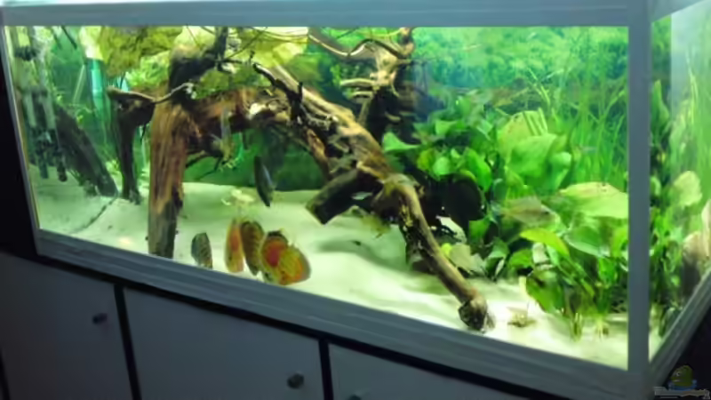 Aquarium Hauptansicht von Das Becken gibt es nicht mehr!!!! Aquarium Hauptansicht von Das Becken gibt es nicht mehr!!!!