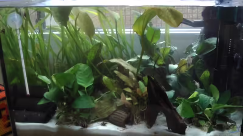 Aquarium Hauptansicht von Das kleine Rechteck Aquarium Hauptansicht von Das kleine Rechteck