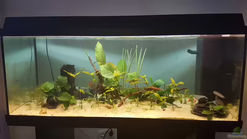 Aquarium Hauptansicht von Das zuunkreativfüreinenNamen-Becken Aquarium Hauptansicht von Das zuunkreativfüreinenNamen-Becken