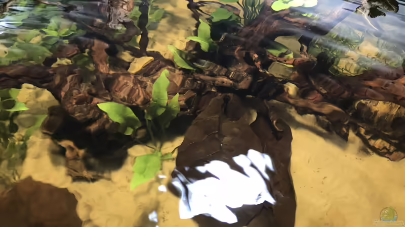 Aquarium Hauptansicht von Delta Eck Südamerika (Aufgelöst) Aquarium Hauptansicht von Delta Eck Südamerika (Aufgelöst)