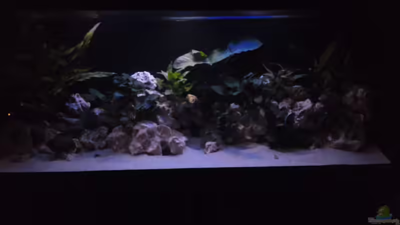 Aquarium Hauptansicht von Demasoni´s Paradise Aquarium Hauptansicht von Demasoni´s Paradise