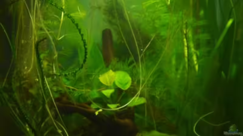 Aquarium Hauptansicht von Dennerle 30 (Nur noch als Beispiel) Aquarium Hauptansicht von Dennerle 30 (Nur noch als Beispiel)