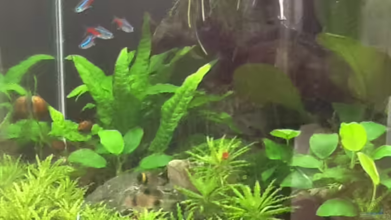 Aquarium Hauptansicht von Dennerle Cube Aquarium Hauptansicht von Dennerle Cube