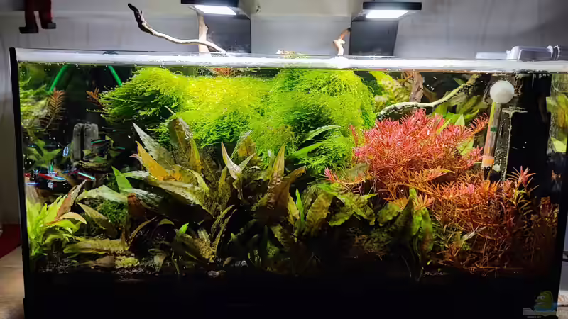 Aquarium Hauptansicht von Dennerle scapers tank 50 (nur noch Beispiel) Aquarium Hauptansicht von Dennerle scapers tank 50 (nur noch Beispiel)