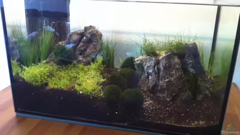 Aquarium Hauptansicht von der 1. Aquascaping Versuch Aquarium Hauptansicht von der 1. Aquascaping Versuch