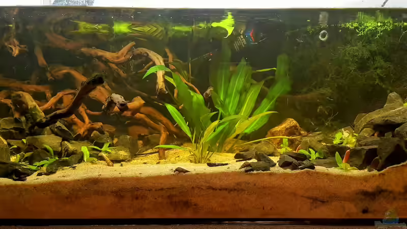 Aquarium Hauptansicht von Der 1. Versuch Rio Orinoco Aquarium Hauptansicht von Der 1. Versuch Rio Orinoco