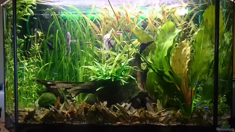 Aquarium Hauptansicht von Der 2. Versuch ^^ Aquarium Hauptansicht von Der 2. Versuch ^^