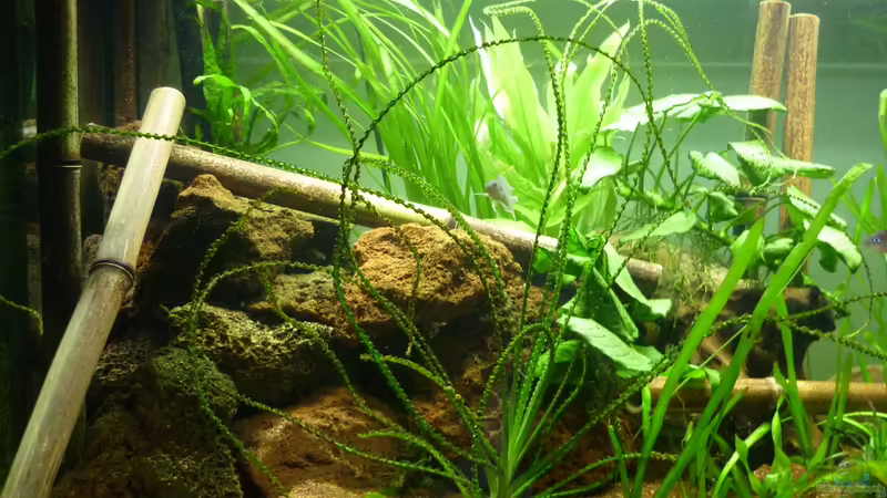 Aquarium Hauptansicht von Der besondere Tanganjikasee Aquarium Hauptansicht von Der besondere Tanganjikasee