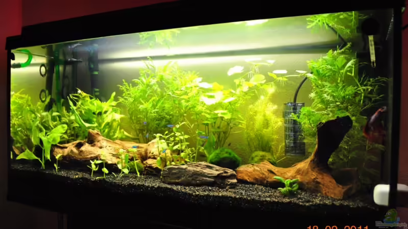 Aquarium Hauptansicht von Der Einstieg Aquarium Hauptansicht von Der Einstieg