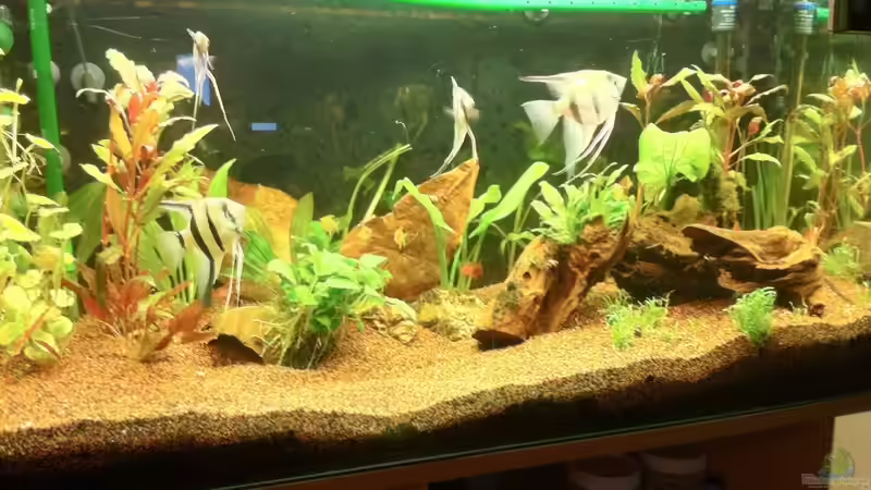 Aquarium Hauptansicht von Der erste Versuch Aquarium Hauptansicht von Der erste Versuch