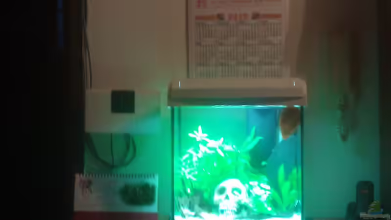 Aquarium Hauptansicht von Der König Aquarium Hauptansicht von Der König