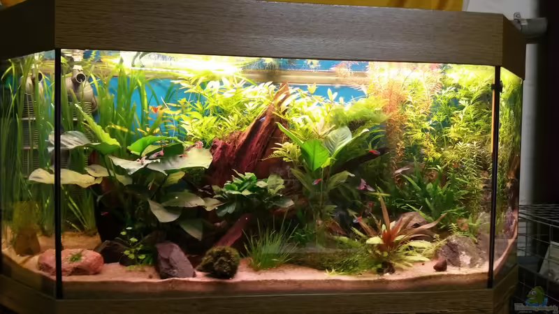 Aquarium Hauptansicht von Der Kübel Aquarium Hauptansicht von Der Kübel