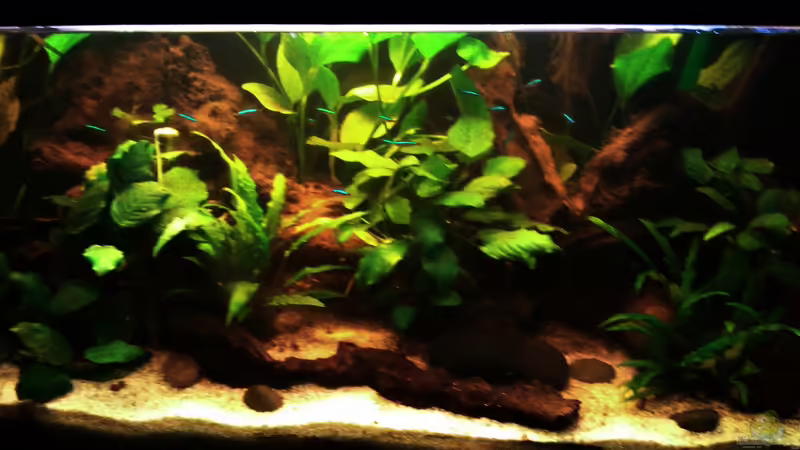 Aquarium Hauptansicht von Des Neons feuchter Traum Aquarium Hauptansicht von Des Neons feuchter Traum