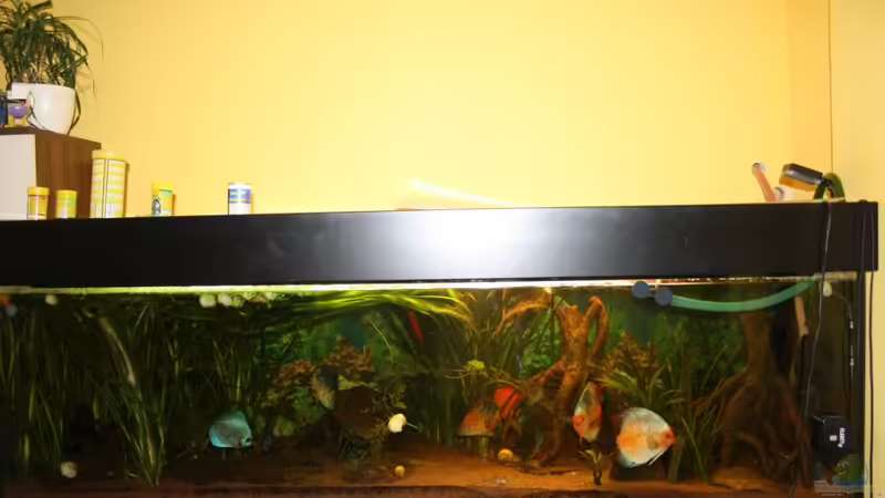 Aquarium Hauptansicht von Diskus Aquarium Hauptansicht von Diskus
